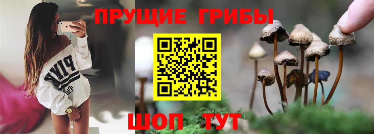 Энгельс  Галлюциногенные грибы мицелий  Галлюциногенные грибы GOLDEN TEACHER  Вход с VPN 